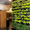 vertical green walls at home to beautify your surrongings