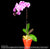 CNY Pot of Phalaenopsis (CNY23)