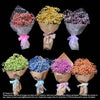 7 X Bouquets of Gypsophilla (HB355) - Flowers-In-Mind