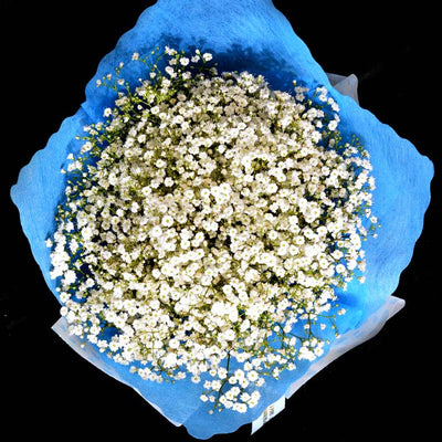 Bouquet of Gypsophila (HB56) - FLOWERS IN MIND