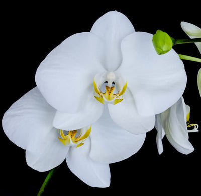 Opening Flowers |  Fresh Live Phalaenopsis in pots (OC20) - Flowers-In-Mind