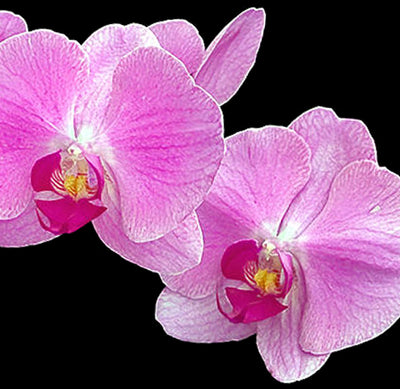 Opening Flowers |  Fresh Live Phalaenopsis in pots (OC20) - Flowers-In-Mind