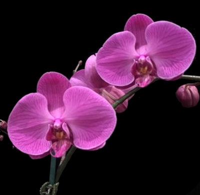 Opening Flowers |  Fresh Live Phalaenopsis in pots (OC20) - Flowers-In-Mind