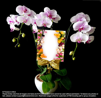 Opening Flowers |  Fresh Live Phalaenopsis in pots (OC20) - Flowers-In-Mind