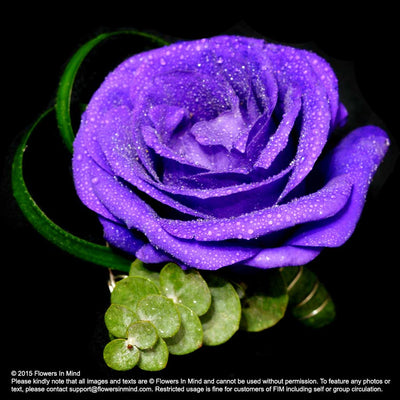 Corsage with Eustomas - FLOWERS IN MIND