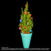 Real Mini Christmas Tree (XMAS37) - Flowers-In-Mind