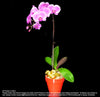 CNY Pot of Phalaenopsis (CNY23) - Flowers-In-Mind