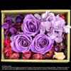 Preserved everlasting flowers (FOREVER01) - Flowers-In-Mind