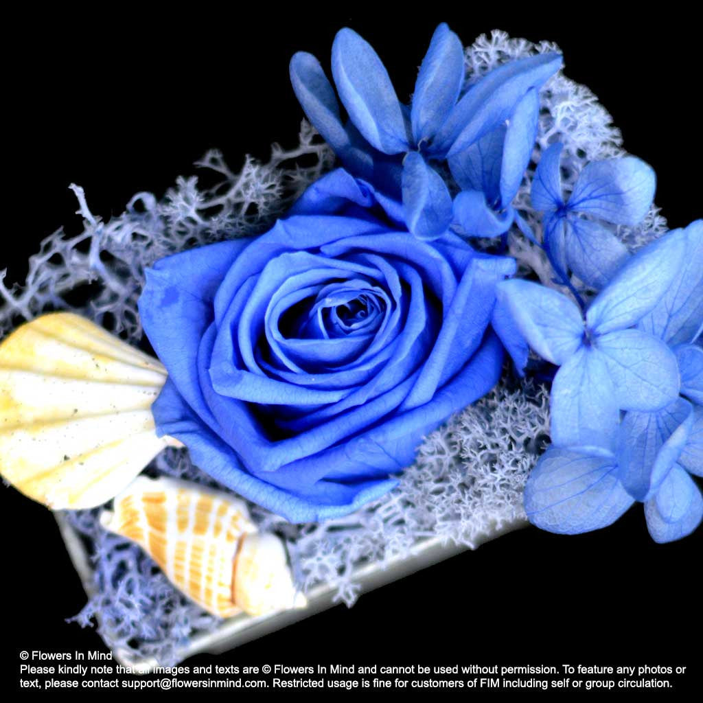 Preserved everlasting flowers (FOREVER05)