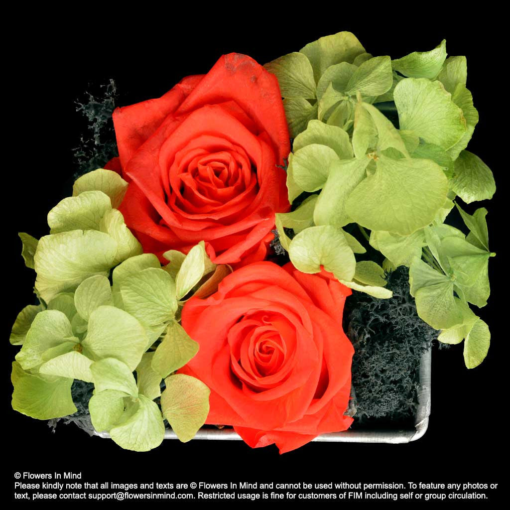 Preserved everlasting flowers (FOREVER07)