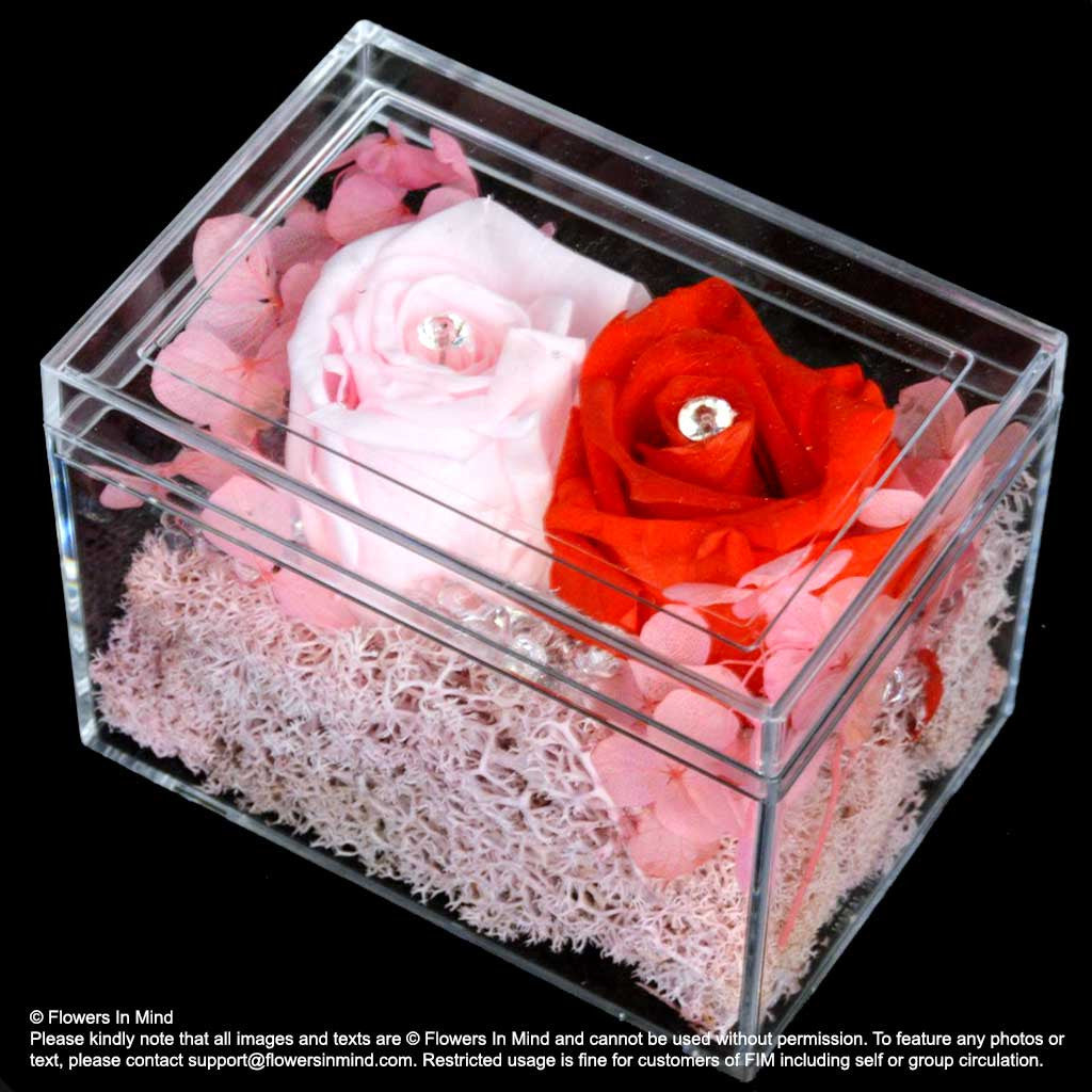 Preserved everlasting flowers (FOREVER10)