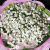 Bouquet of Gypsophila (HB56) - FLOWERS IN MIND