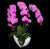 Hari Raya Flowers |  Fresh Live Phalaenopsis in pots (OC20)