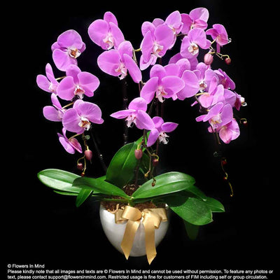 Opening Flowers |  Fresh Live Phalaenopsis in pots (OC20) - Flowers-In-Mind
