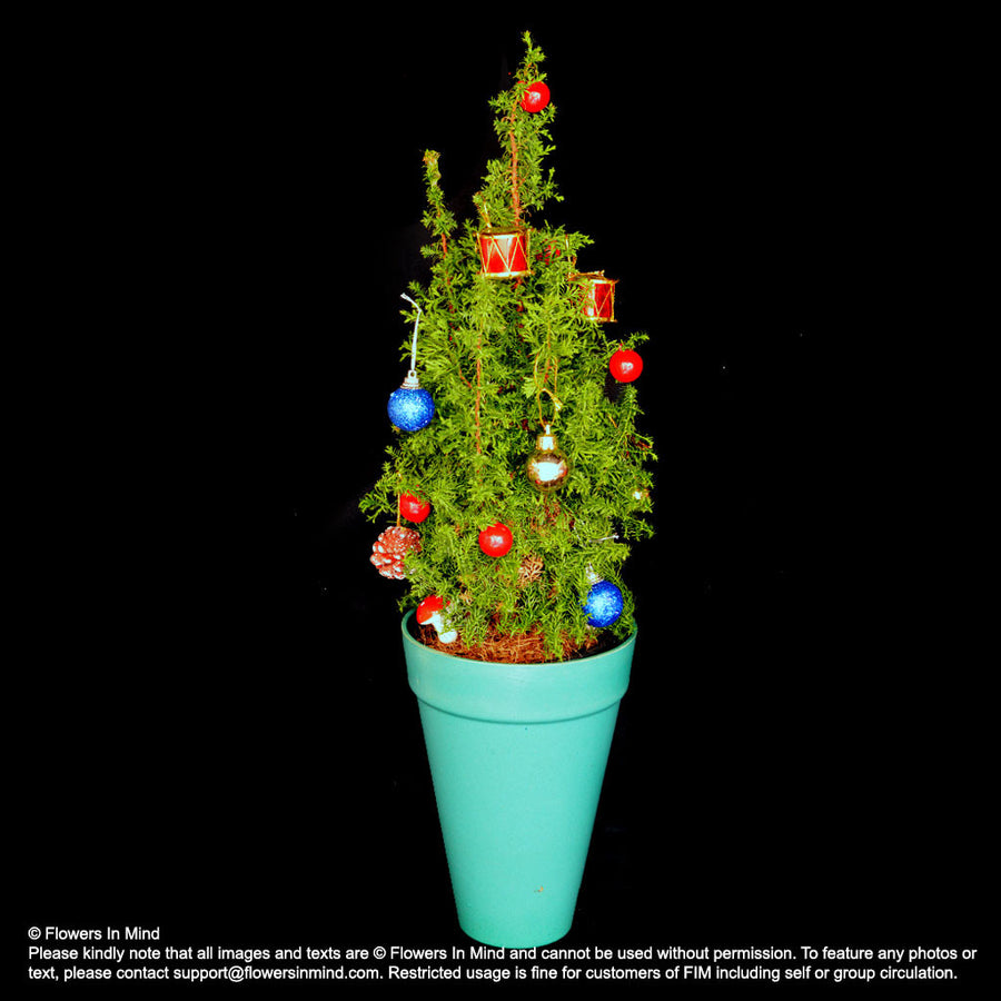 Real Mini Christmas Tree (XMAS37) - Flowers-In-Mind